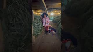 The Christmas tree farm canadalifevlogs subscribe shorts family [upl. by Lirva]