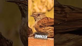 Dunnock [upl. by Kimberlyn]