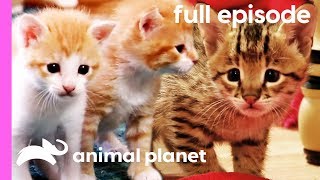 Domestic Shorthair Savannah and Siberian Kittens  Too Cute Full Episode [upl. by Fording]