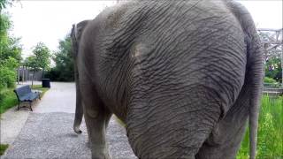 GoPro Emily the Elephant [upl. by Christiansen]