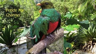 Resplendent Quetzal Bird Sound [upl. by Delila]