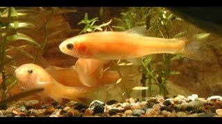 Rosy Red Minnows with Goldfish [upl. by Cathyleen571]