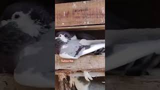 Siraji vs pg green loft  fight pigeon  shorts  video  uluberia pigeon market  fancy pigeons [upl. by Ambrosine6]