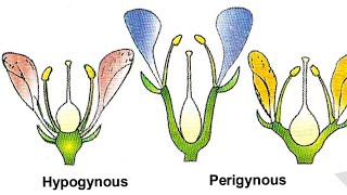 Hypogynous flower  Perigynous Flower  Epigynous Flower [upl. by Nibla271]