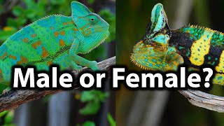 How to tell the gender of a veiled chameleon [upl. by Pish]