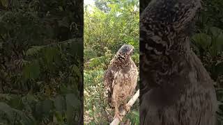 Hawk Eaglelife Wildlife Animal Dailyanimals wildlifedaily EagleHawkOwl Hawk [upl. by Candy]