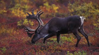 Reindeer in Norway  GoPro 4K [upl. by Ayital]