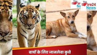 Tiger State Madhya Pradesh खतरे में बाघ कुत्तों से खतरा [upl. by Erised]