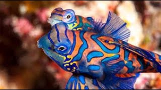 MANDARIN DRAGONET FISH [upl. by Henricks]