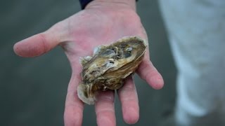 Hudsons grows own oysters to ensure freshness quality [upl. by Vig]