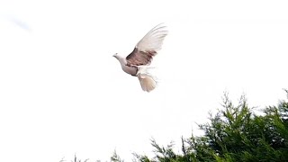 Fantail pigeons flying [upl. by Lougheed]