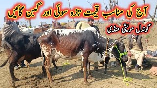 Low And Middle Prices Milking Cows On Gondal Maweshi Mandi By My Life Channel [upl. by Maud]