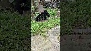 台灣黑熊Formosan Black BearTaipei Zoo [upl. by Katherine134]