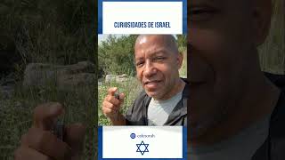 Apresento a vocês o hissopo  shorts cafetorah israel jerusalem hissopo interessante [upl. by Katerine]