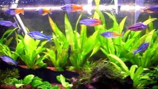 Regenbogenfisch Aquarium Serie 2 [upl. by Honeyman489]