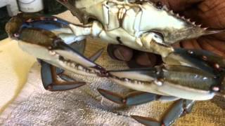 Backyard Crab Farm Update  Freezing Blue Crabs Tutorial [upl. by Solrac]