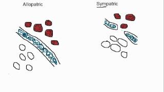 Biology Allopatric vs Sympatric Speciation [upl. by Alage]