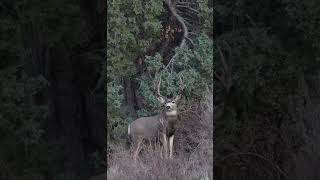 Marine Veteran heart shots big buck with us [upl. by Eisor109]