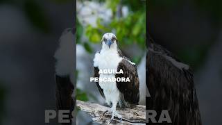 Escucha el CANTO de Estos Preciosos Pájaros 🐦🎶 [upl. by Yecak]