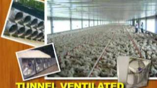 Tunnel Ventilated Bldg vs Conventional Broiler Housing [upl. by Eurd]