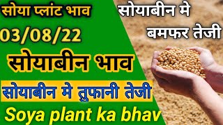 Soyabean bhav aaj today आज सोयाबीन भाव 03अगस्त 2022  soya plant bhav [upl. by Eidnas276]