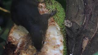 Plantain squirrel eating jackfruit [upl. by Bergstein]