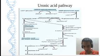 MBBS BI Uronic Acid Pathway  Sudharshan PB [upl. by Eltotsira]