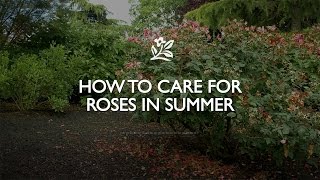 How To Care For Roses In The Summer [upl. by Tsyhtema967]