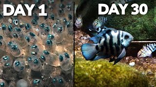 Polar parrot fish Growth🤯  Day 1 to Day 30 [upl. by Illom]