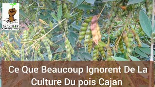 Ce Que Beaucoup Ignorent De La Culture Du pois Cajan [upl. by Seymour]