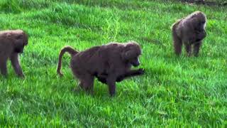 Baboons at Simba Campsite Safari Tanzania Africa [upl. by Aylat]