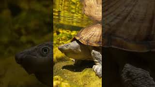 Razorback Musk Turtle Looks Like a Living Rock [upl. by Enirehtac]