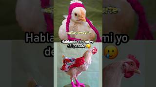 La gallina afortunada ♥️ mascotas gallinas funnyshorts [upl. by Lemart]