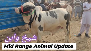 Mid Range Animal Update Sheikhwan Mandi  MandiBoy8080  Zeeshan Khan [upl. by Nedearb]