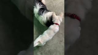 Cooper meet his brother brother syoutubeshorts indianspitz shitzhu [upl. by Hacissej]