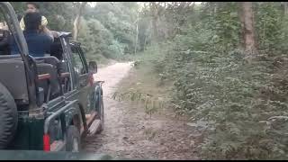 quotSloth Bearquot Jim Corbett National Park [upl. by Eirod]