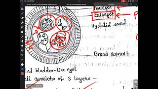 Echinococcus [upl. by Modla272]