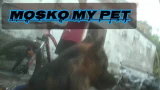 mosko my pet 🐕🐕🐶🐶trending viralvideo germanshepherd [upl. by Dreyer]