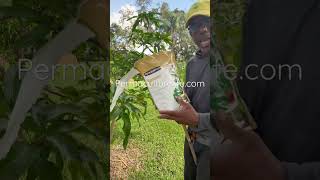 How to fertilizer your fruit trees [upl. by Ramoh]