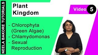 Plant Kingdom  NEET  Chlorophyta Green Algae  Chlamydomonas  Sexual Reproduction  Dr Neela [upl. by Emmott]