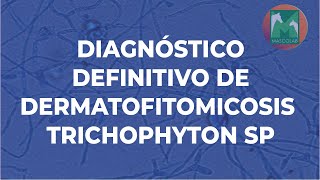 Diagnóstico de Laboratorio de Dermatofitomicosis Trichophyton sp  GUÍA DE DIAGNÓSTICO DE LAB VET [upl. by Cud]