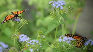 Quiet Moment with the Monarchs [upl. by Attenol631]