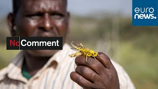 Locust swarms threaten East Africas food security [upl. by Motteo]