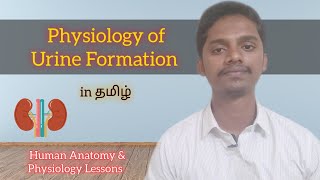 33 Physiology of Urine Formation in Tamil [upl. by Lubbi454]