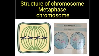 Metaphase chromosome  st of chromosome  Msc Botany neet tgt pgt  medical entrance [upl. by Oruam]