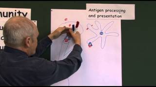 Immunity 11 Antigen Presenting Cells [upl. by Namrehs]