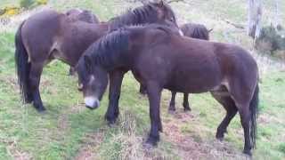 Exmoor Ponies at North Berwick playing and grooming each other [upl. by Haissi212]