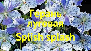 Герань луговая Сплиш Сплаш Краткий обзор описание характеристик geranium pratense Splish splash [upl. by Areic913]