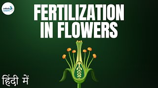 Fertilization in Flowers  in Hindi हिंदी में [upl. by Kadner]