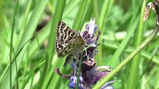 Mother Shipton at Park Corner reserve 17 May 2024 [upl. by Acired]